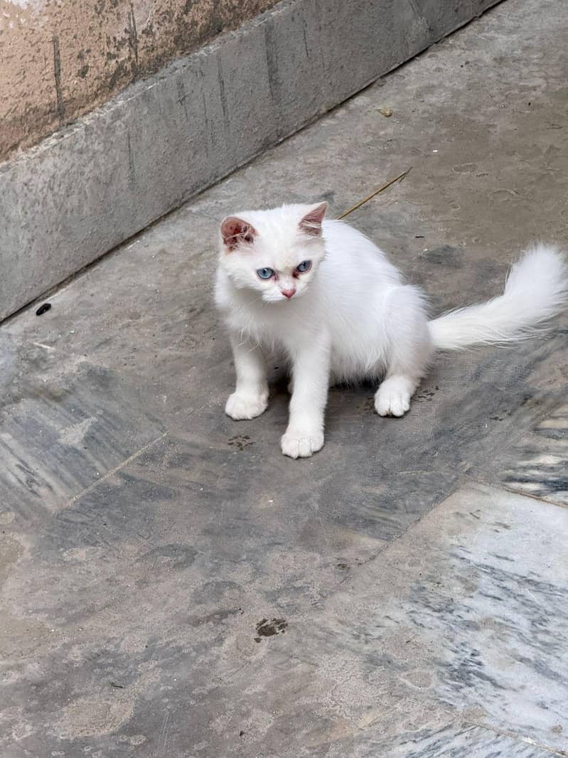 persian 5