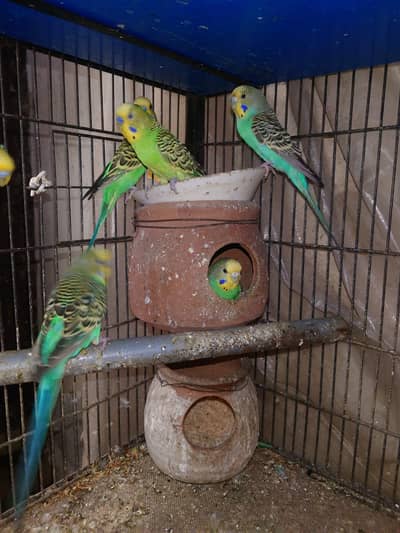 urgent sale my parrot