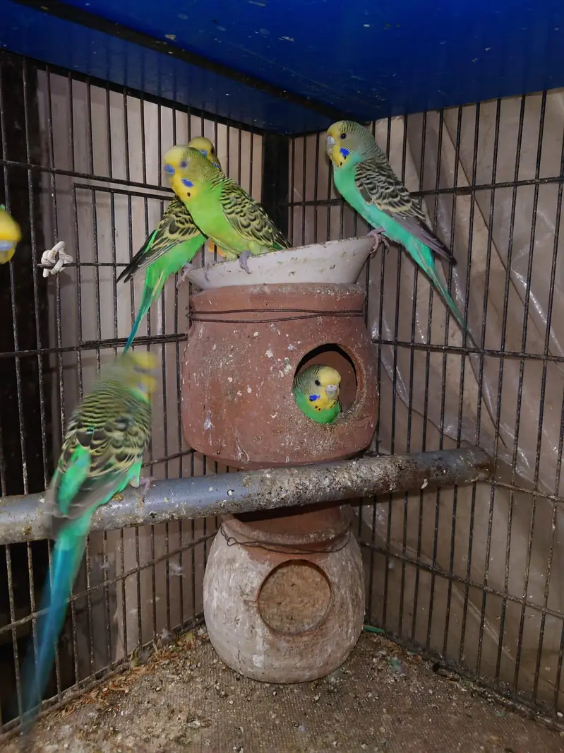 urgent sale my parrot