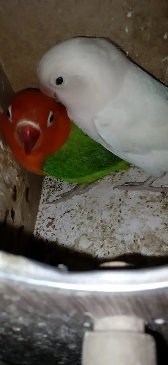 urgent sale my parrot — photo 2