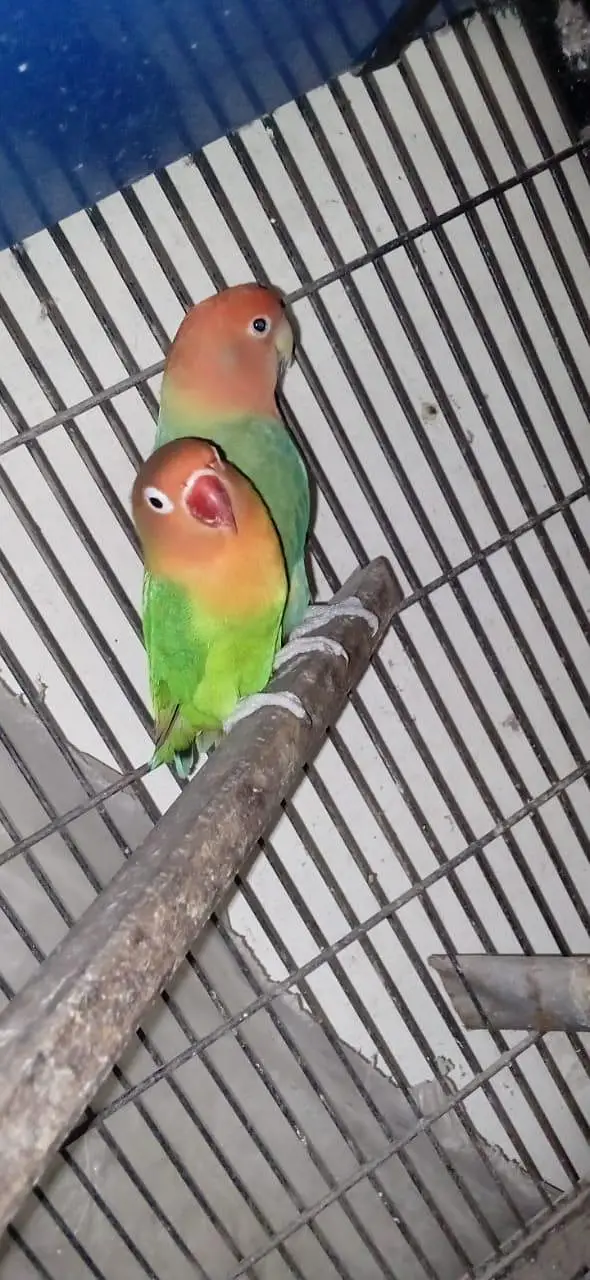 urgent sale my parrot — photo 3