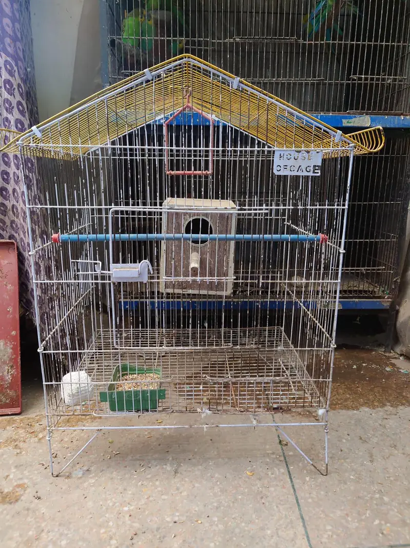 urgent sale my parrot — photo 4
