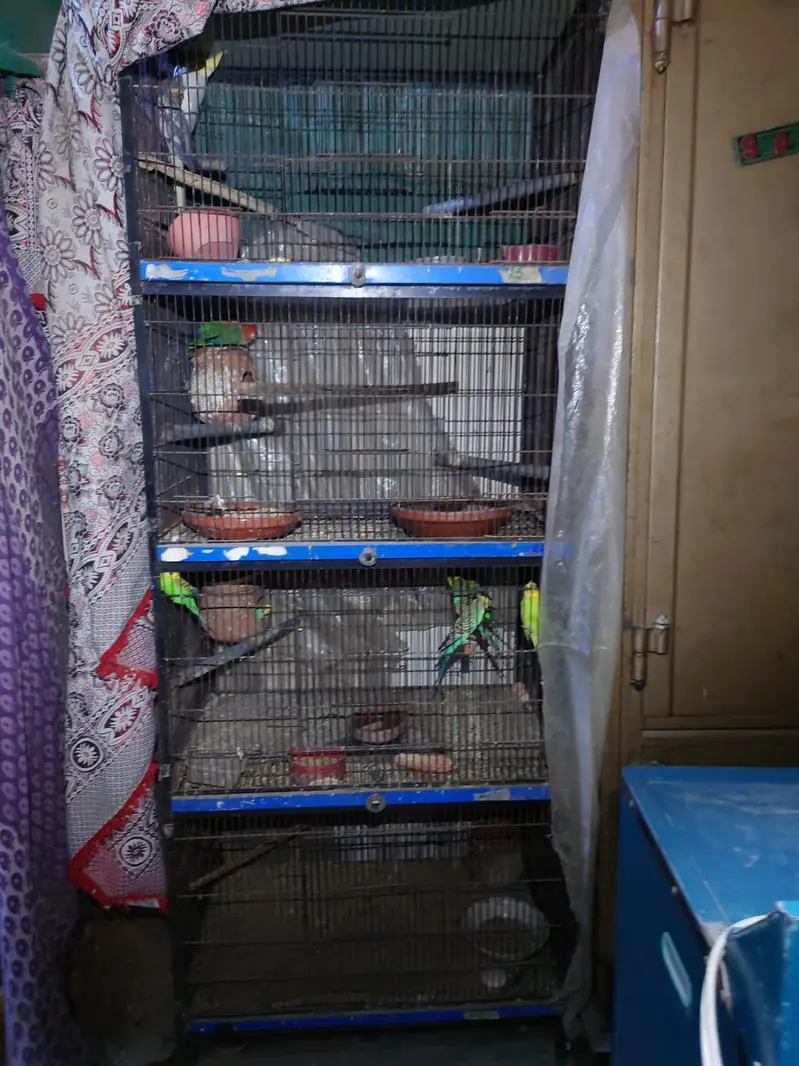 urgent sale my parrot — photo 5