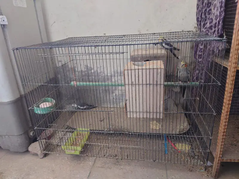 urgent sale my parrot — photo 6