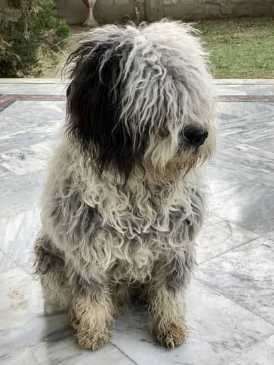 Pure Bergamasco ( sheep breed ) for sale, age  10 months