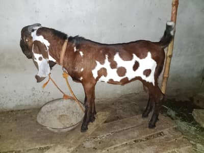 kacha kheera bakra 2027 k liye bhtreen andel