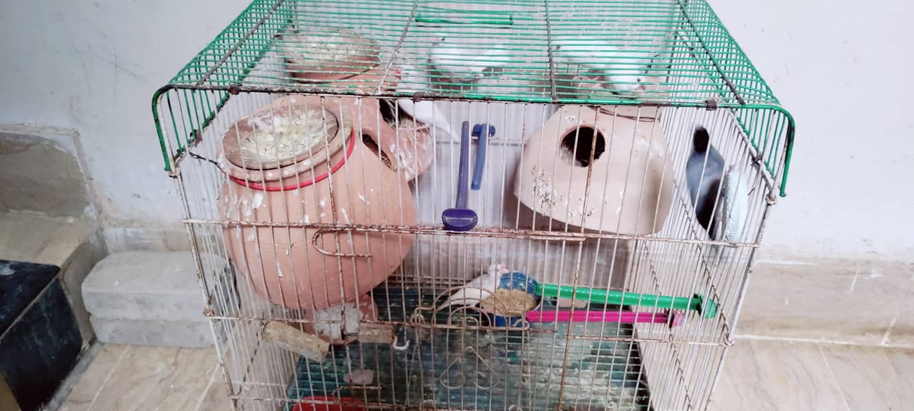 white java pair 03181062909 1