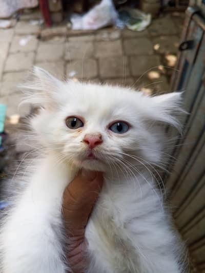 persion kitten odd eyes  blue   age 2 month full healthy active