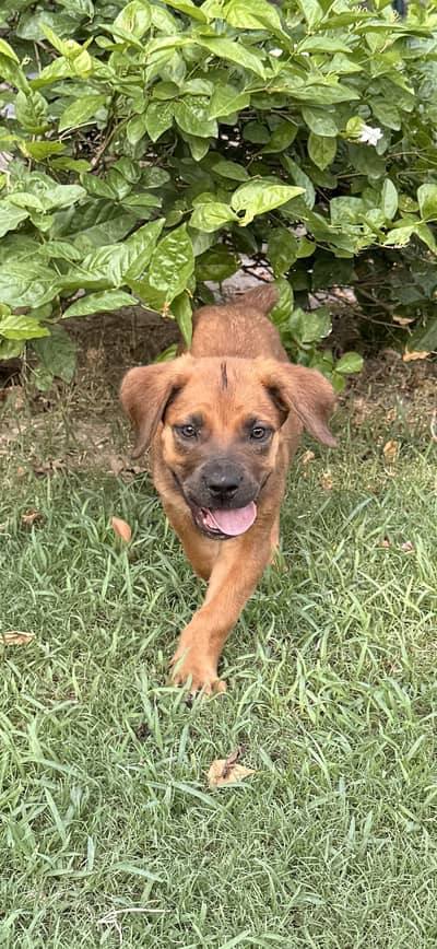 Boerboel/ South African mastiff