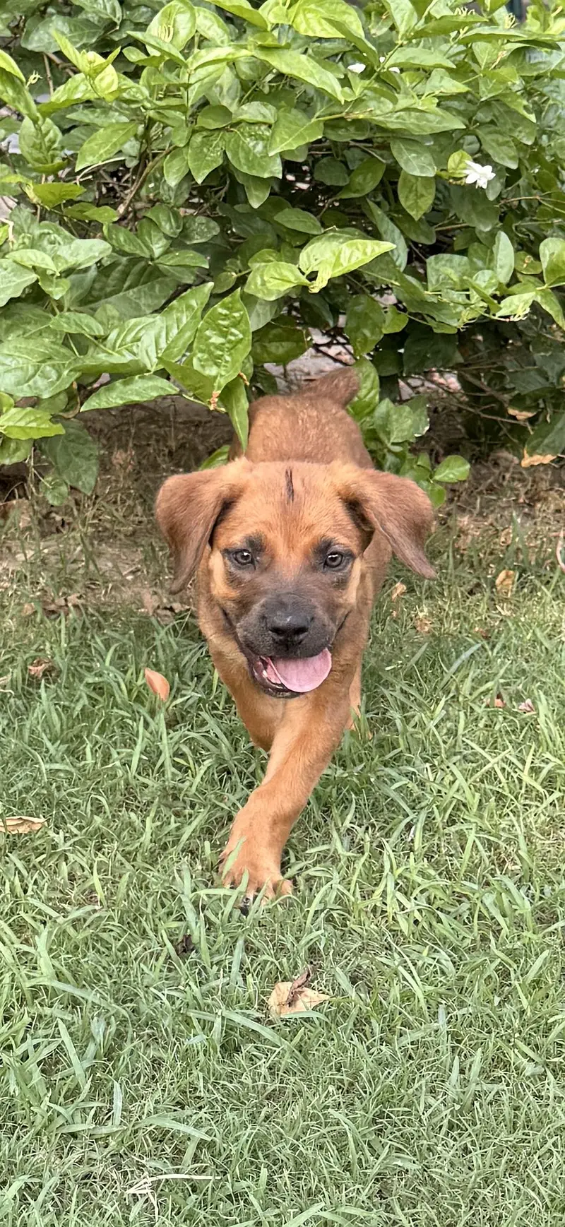Boerboel/ South African mastiff — photo 2