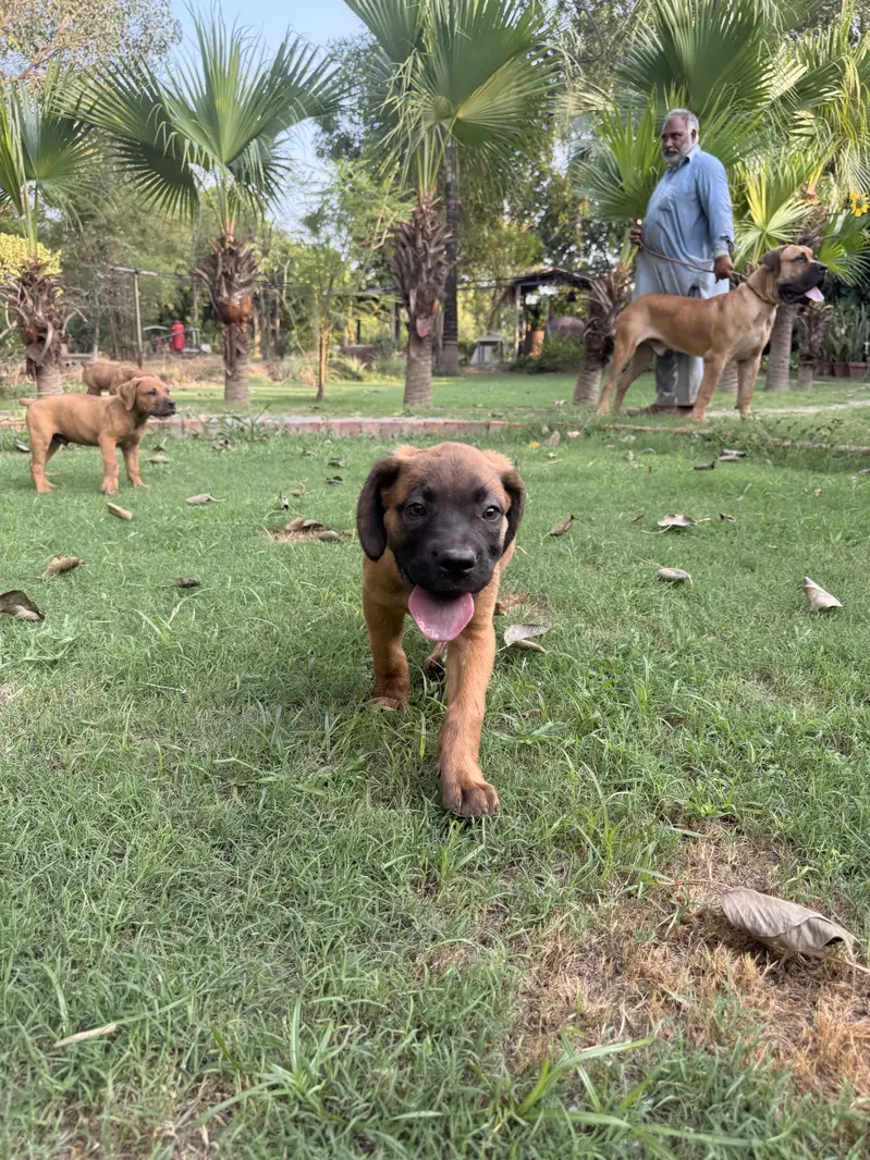 Boerboel/ South African mastiff — photo 3