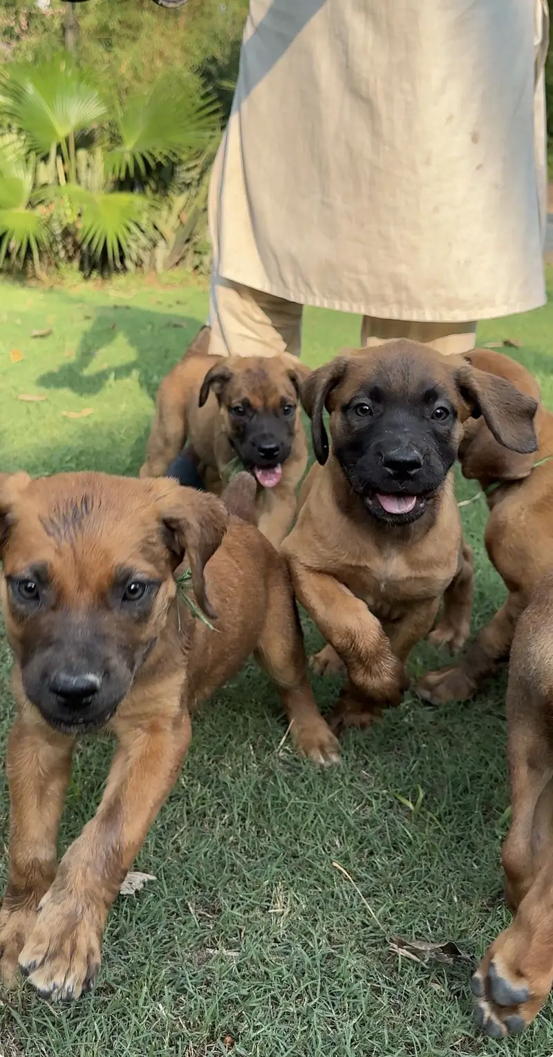 Boerboel/ South African mastiff — photo 4