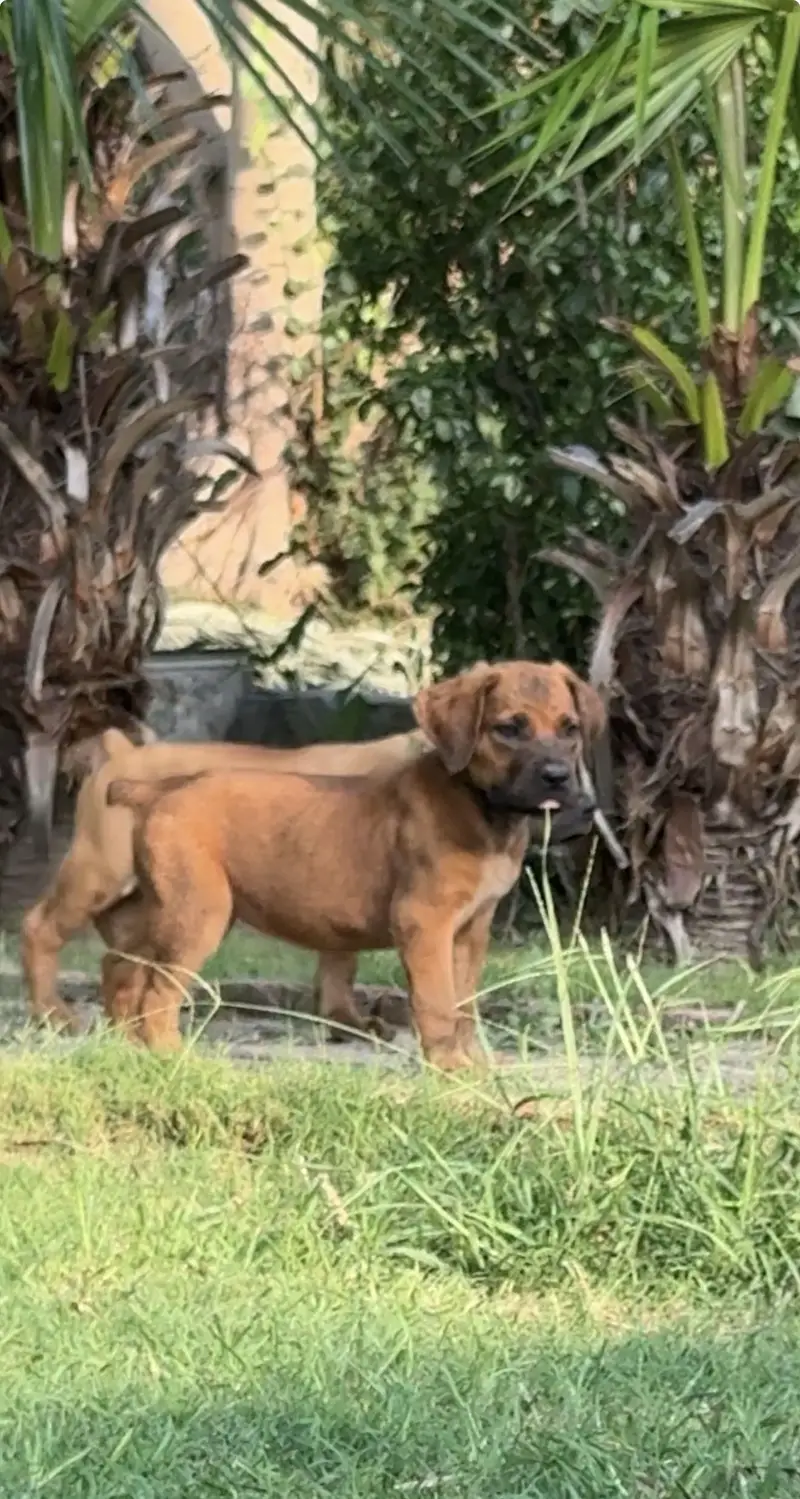 Boerboel/ South African mastiff — photo 5