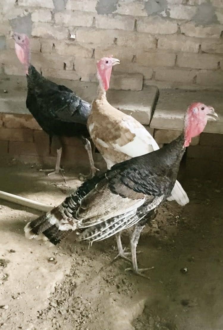 turkey 0