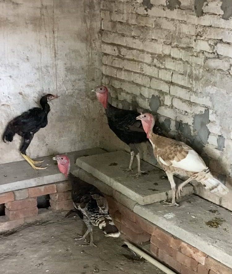 turkey 1