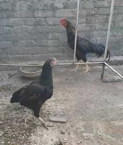 hens pair for sale