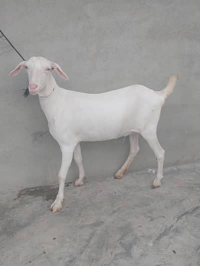 Mundi teddy gulabi female white eyes 4 dant