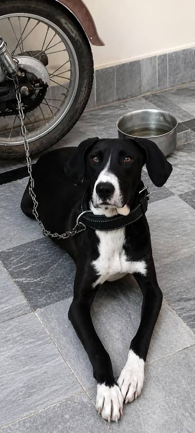 Bully gultair female for sale