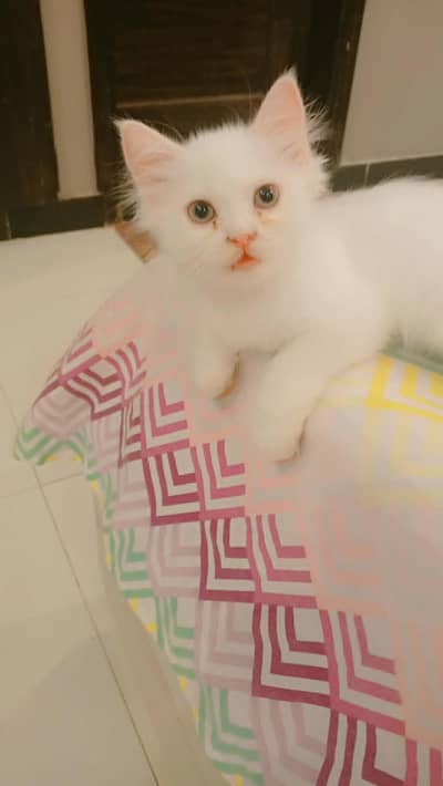Percian and Himalayan Cross Kittens with Himalayan Mother Cat