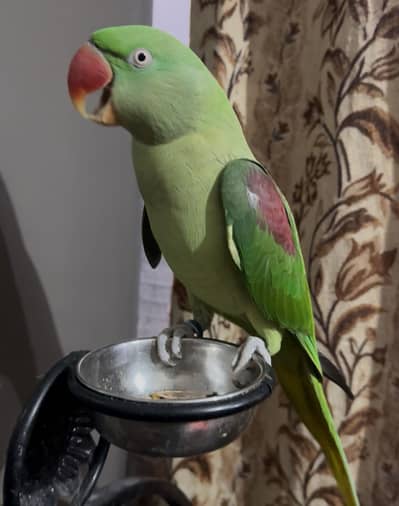 Playful vibrant coloured female Alexandrine parrot for sale