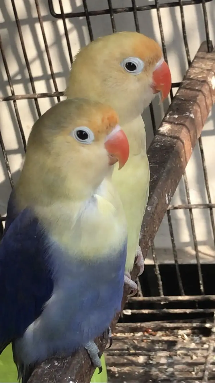 Parblue male and decino female Breeder pair