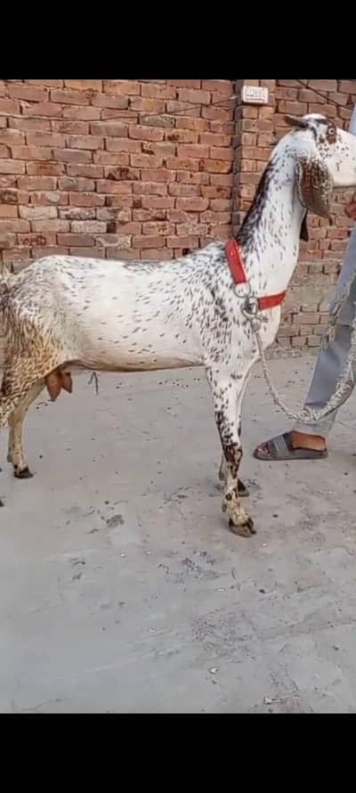 Makkhi Chini bakri