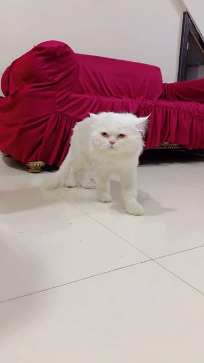 Persian triple coated pair pure punch face