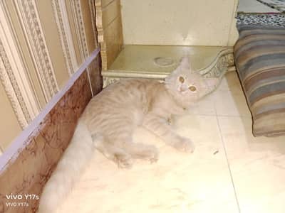 cute & little kitten