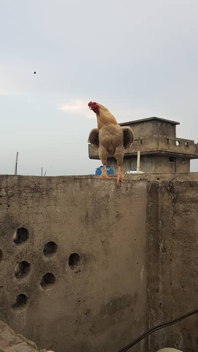 Fancy aseel Male breeder and 2 females