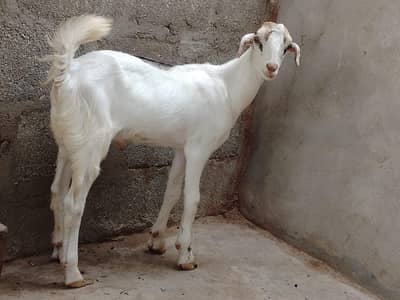 Bakra 3 Month ka