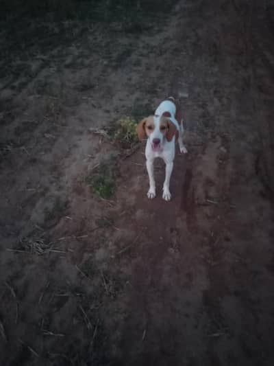 for sell dog urgent