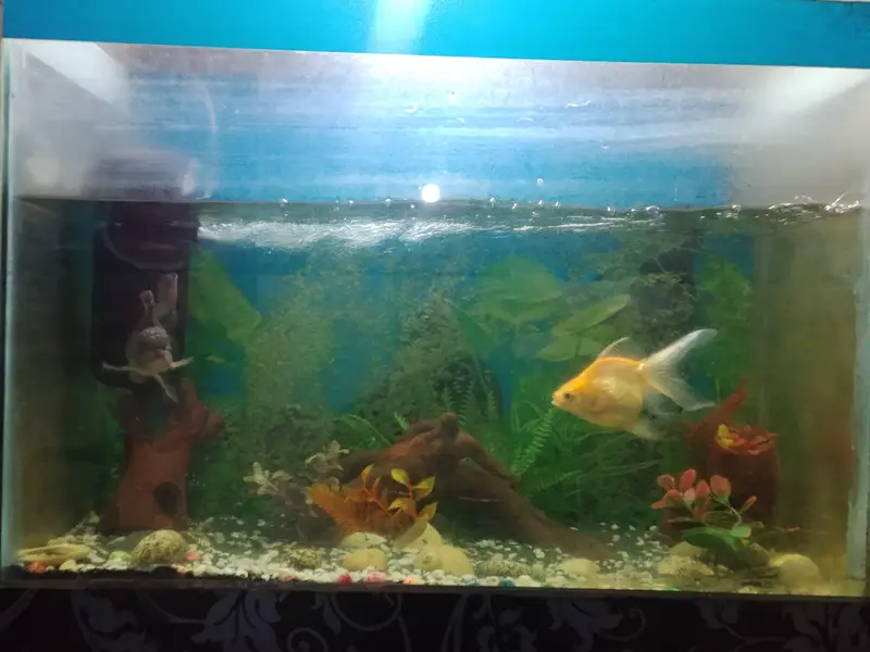 Black aesthetic fish Aquarium