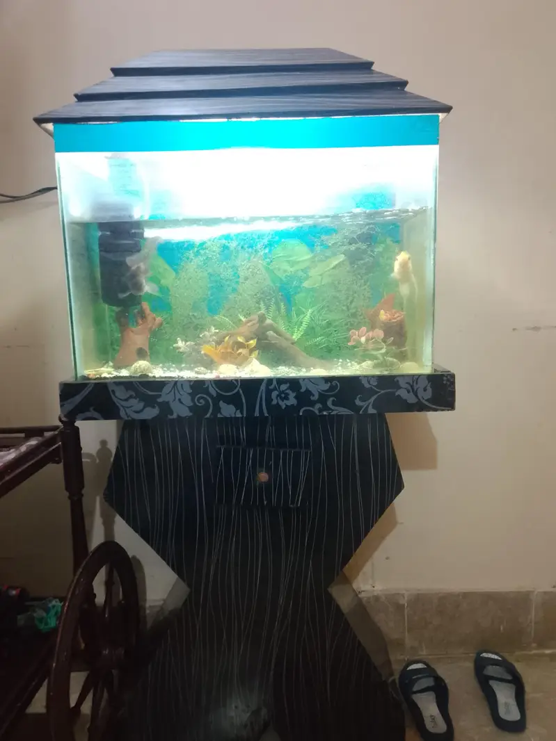 Black aesthetic fish Aquarium — photo 2