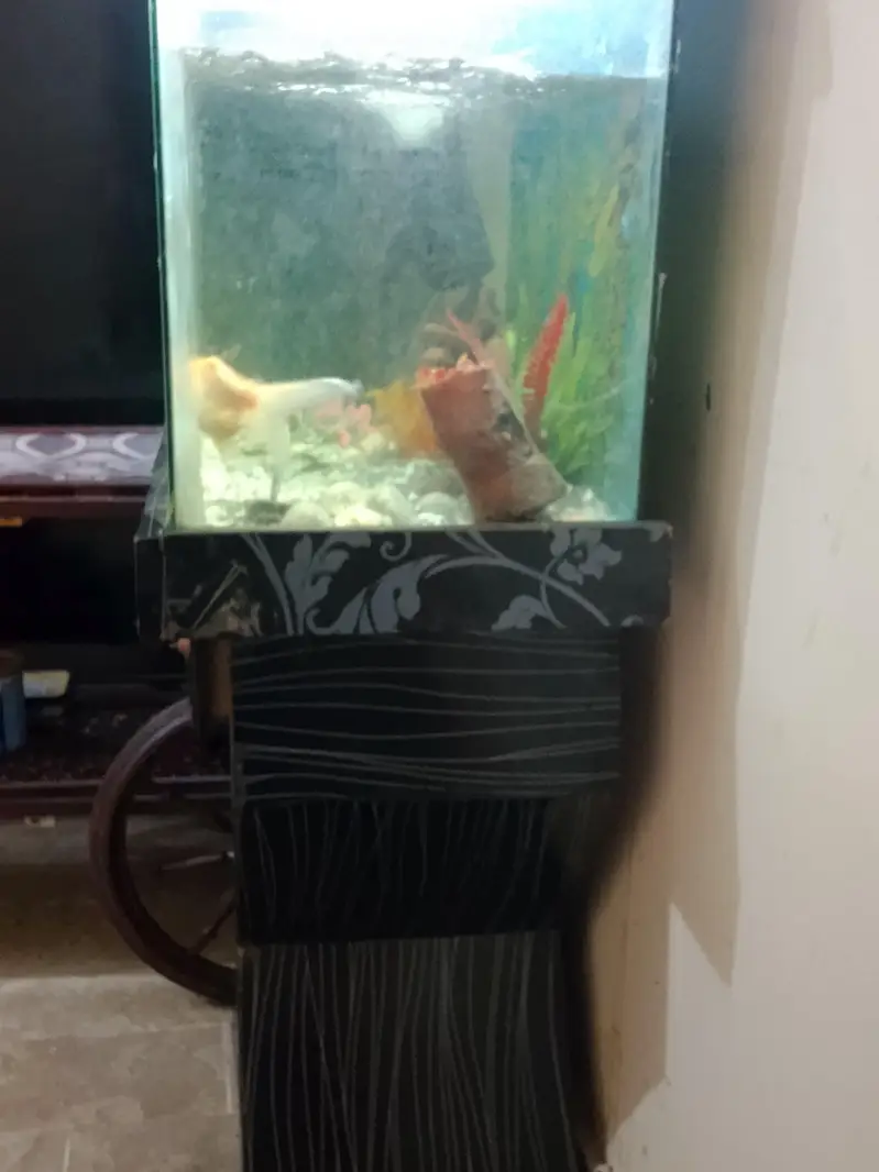 Black aesthetic fish Aquarium — photo 4