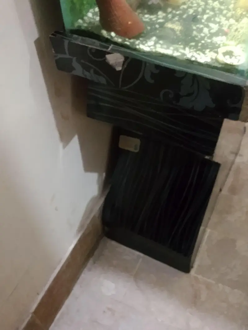Black aesthetic fish Aquarium — photo 5
