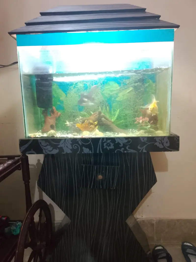 Black aesthetic fish Aquarium — photo 6