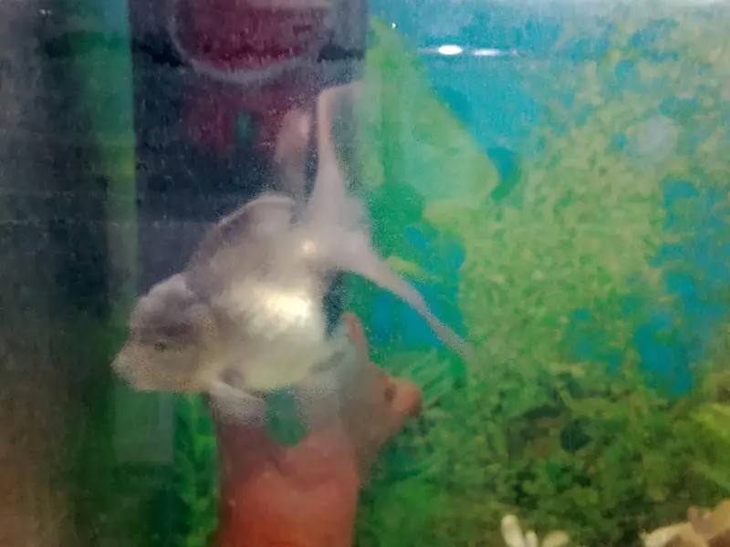 Black aesthetic fish Aquarium — photo 7