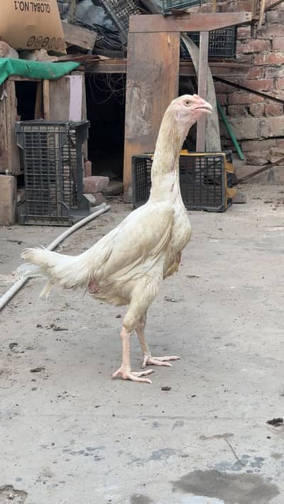 shamo murgi