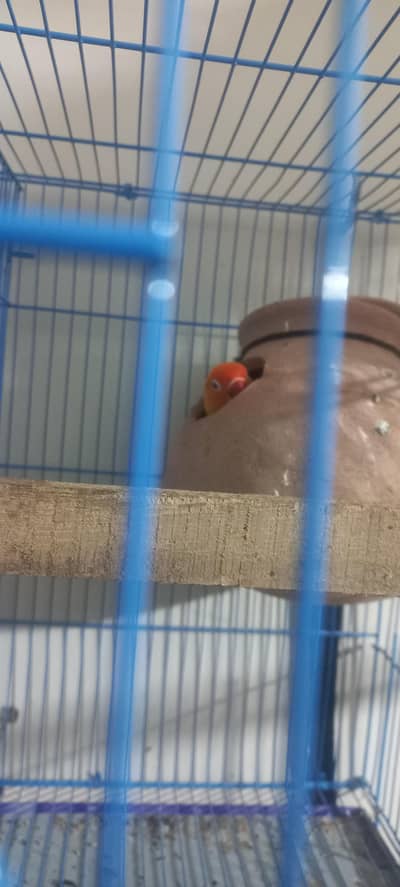 bajri parrots and love birds