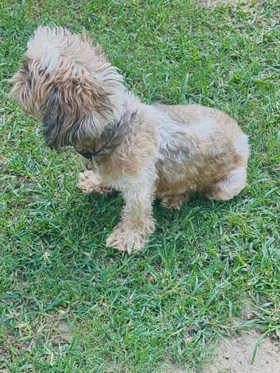 Pedigree, female Shitzu