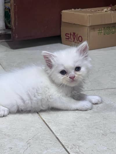 Persian kitten triple coated fur
