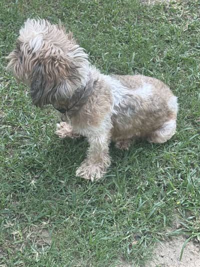 Shihtzu female pedigree dog
