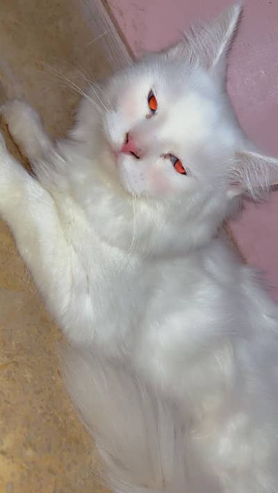 cats for sale