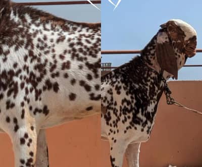 Top class Breeder