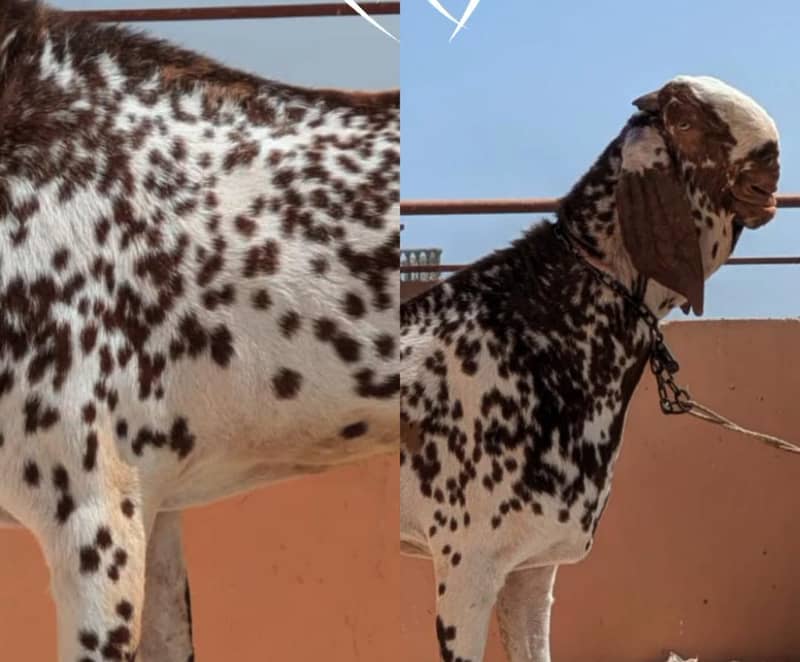Top class Breeder 0