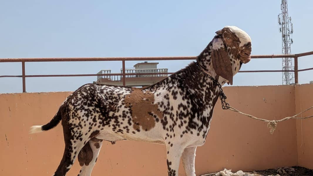 Top class Breeder 1