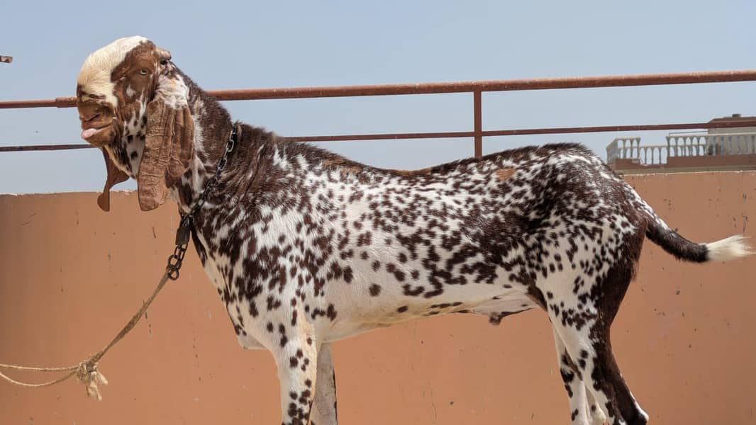 Top class Breeder 2