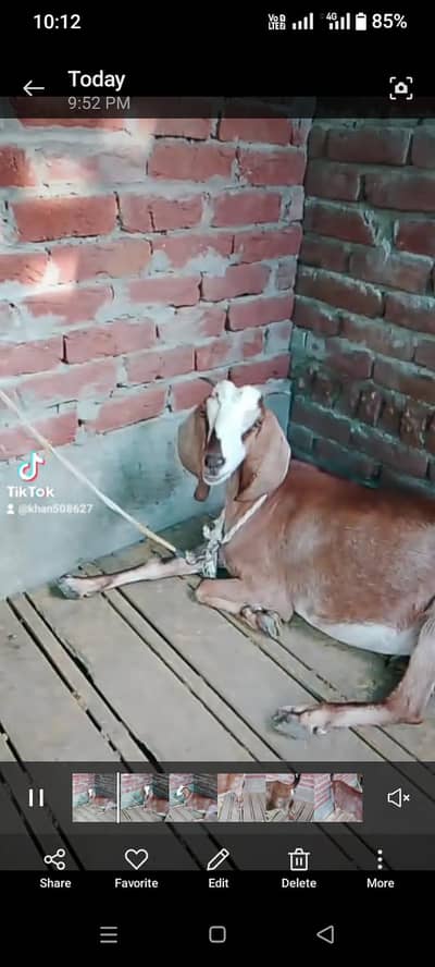 Bakri for sale aik week phly bacha deliver kia h
