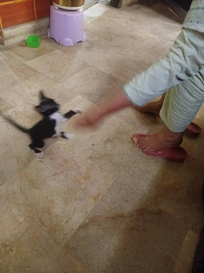 cat baby