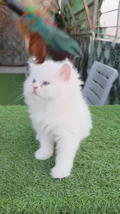 Persian cat for sale 2 month age available